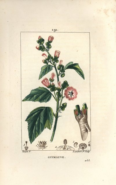 Malvavisco, Malvavisco silvestre o Malva blanca - Malvavisco, Althaea officinalis. Grabado en cobre a puntos coloreado a mano por Lambert Junior de un dibujo de Pierre Jean-Francois Turpin de Chaumeton, Poiret y Chamberet