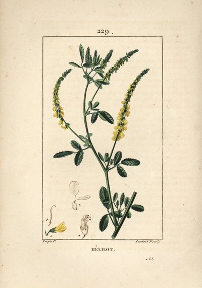 Melilot - Melilot trefoil, Melitotus officinarum. Grabado en cobre a mano coloreado por Lambert Junior de un dibujo de Pierre Jean-Francois Turpin de "La Flore Medicale," Paris, Panckoucke de Pierre Jean Francois Turpin