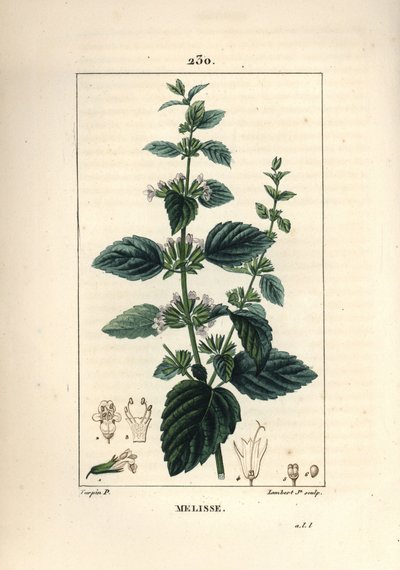 Melisa de jardín o melisa cultivada - Bálsamo común, Melissa hydrtensis. Grabado en cobre a puntos coloreado a mano por Lambert Junior de un dibujo de Pierre Jean-Francois Turpin de Chaumeton, Poiret y Chamberet