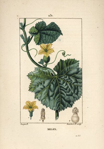 Flores de melón - Flor de melón, Cucumis melo, con flor, hoja y zarcillo. Grabado en cobre a mano coloreado por Lambert Junior de un dibujo de Pierre Jean-Francois Turpin de "La Flore Medicale," Paris, Panckoucke de Pierre Jean Francois Turpin