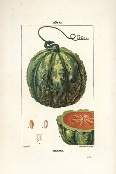Melón, fruta - Melón, Cucumis melo, con fruta en sección. Grabado en cobre a mano coloreado por Lambert Junior de un dibujo de Pierre Jean-Francois Turpin de 