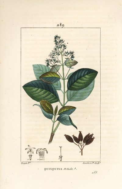 Michurago o fruta de mono, Ladenbergia macrocarpa de Pierre Jean Francois Turpin