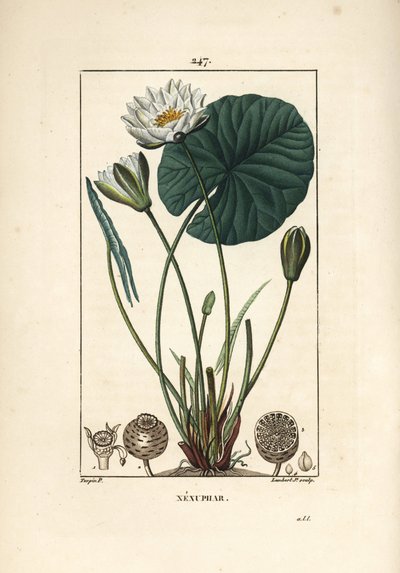 Nenúfar blanco - Nenúfar blanco, Nymphaea alba, con hoja, flor, cápsula de semillas y semillas. Grabado en cobre a mano coloreado por Lambert Junior de un dibujo de Pierre Jean-Francois Turpin de "La Flore Medicale," Paris, Panckoucke de Pierre Jean Francois Turpin