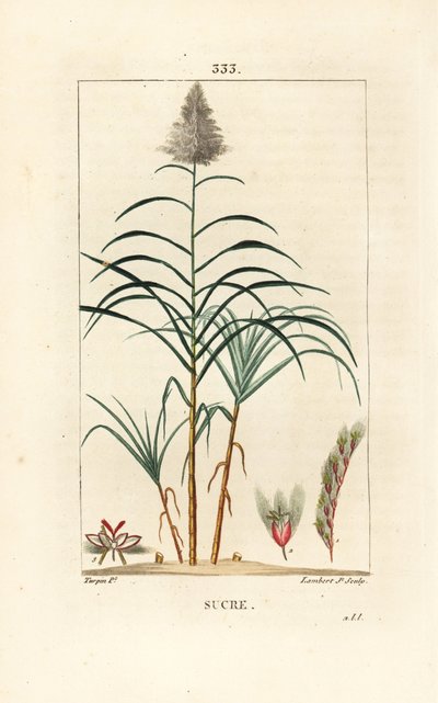 Caña noble - Caña de azúcar de Pierre Jean Francois Turpin