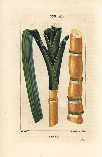 Caña noble - Caña de azúcar, Saccharum officinarum, tallo y hoja. Grabado en cobre a mano coloreado por Lambert Junior de un dibujo de Pierre Jean-Francois Turpin de 