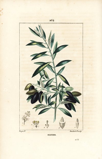 Olivier - Olivo, Olea europaea, con hoja, rama, fruto y semilla. Grabado en cobre a puntos coloreado a mano por Lambert Junior de un dibujo de Pierre Jean-Francois Turpin de 