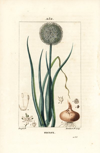 Cebolla - Cebolla, Allium cepa, con flor, hoja, bulbo y raíces. Grabado en cobre a puntos coloreado a mano por Lambert Junior de un dibujo de Pierre Jean-Francois Turpin de Chaumeton, Poiret y Chamberet