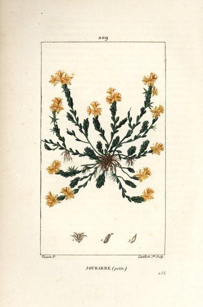 Orpin acre - Sedum acre. Grabado en cobre a puntos coloreado a mano por Lambert Junior de un dibujo de Pierre Jean-Francois Turpin de Chaumeton, Poiret y Chamberet