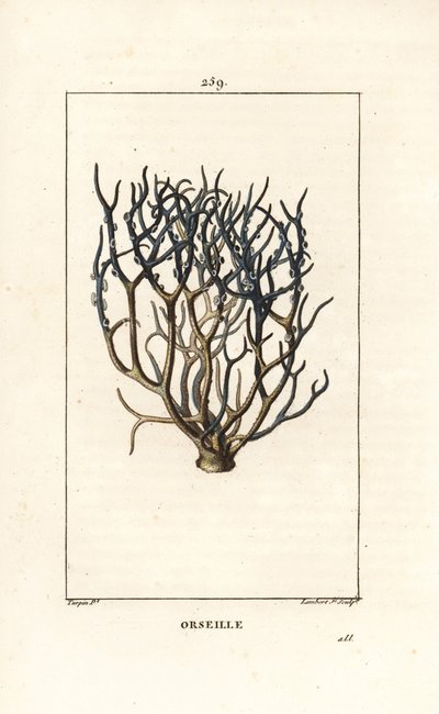 Orseille o púrpura francesa (liquen) - Roccella tinctoria, liquen usado para teñir de las islas de Cabo Verde. Grabado en cobre a mano a color por Lambert Junior de un dibujo de Pierre Jean-Francois Turpin de Chaumeton, Poiret y de Pierre Jean Francois Turpin