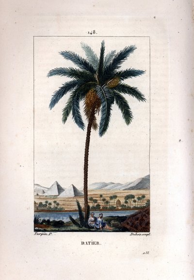 Palmera datilera, Phoenix dactylifera, mostrando frutos y hojas contra un paisaje con pirámides y río. Grabado en cobre a puntos coloreado a mano por Dubois de un dibujo de Pierre Jean-Francois Turpin de Chaumeton, Poiret y Chamberet