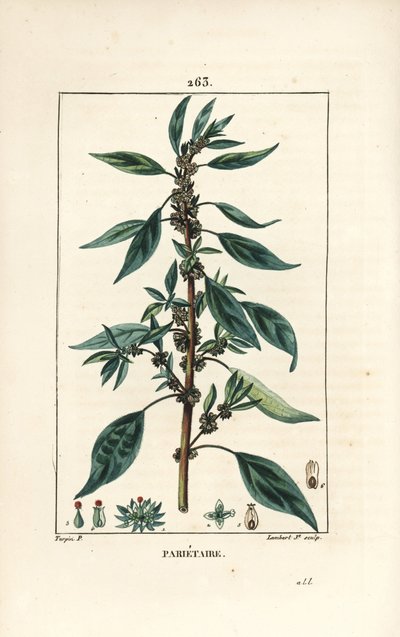 Parietaria officinalis (o Perce wallaille, Casse pierre, Espargoule, Gamberoussette) - Parietaria officinalis, con tallo, hoja, flor y semilla. Grabado en cobre a mano coloreado por Lambert Junior de un dibujo de Pierre Jean-Francois Turpin de Pierre Jean Francois Turpin