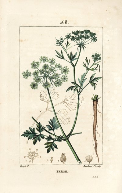 Perejil - Perejil de jardín, Petroselinum crispum, con flor, hoja, tallo, raíz y semilla. Grabado en cobre a puntos coloreado a mano por Lambert Junior de un dibujo de Pierre Jean-Francois Turpin de 