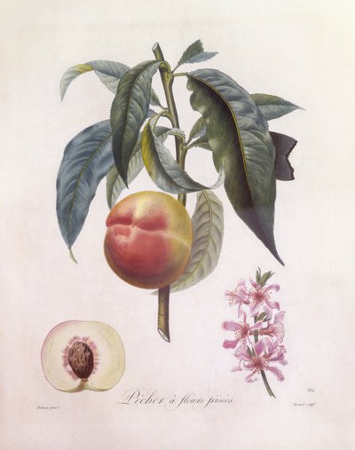 Durazno (Prunus persica), Henry Louis Duhamel du Monceau, lámina botánica de Pierre Jean Francois Turpin de Pierre Jean Francois Turpin