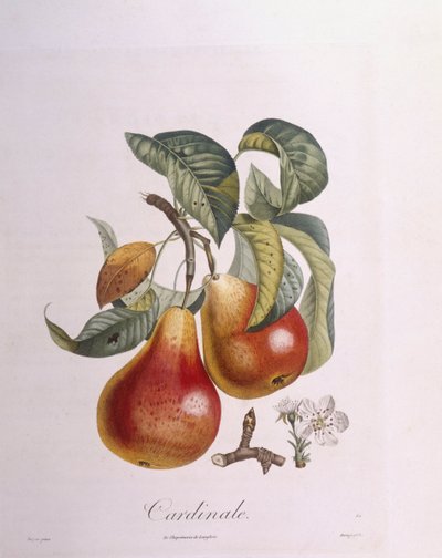 Pera "Cardenal" Henry Louis Duhamel du Monceau, lámina botánica por Pierre Jean Francois Turpin de Pierre Jean Francois Turpin