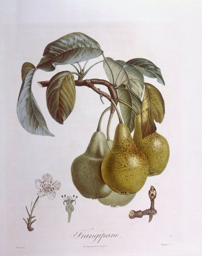 Peras, Henry Louis Duhamel du Monceau, placa botánica de Pierre Jean Francois Turpin