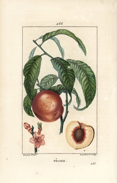 Melocotonero - Melocotonero, Amygdalus persica, con flor, hoja, tallo, fruto maduro y fruto en sección con semilla. Grabado en cobre a mano coloreado por Lambert Junior de un dibujo de Pierre Jean-Francois Turpin de "La Flore Medicale," Paris, Panckoucke de Pierre Jean Francois Turpin