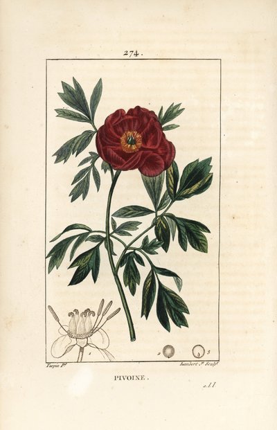 Peonía europea, Paeonia officinalis, con flor, hoja y contorno de partes de la flor. Grabado en cobre a mano a color por Lambert Junior de un dibujo de Pierre Jean-Francois Turpin de Chaumeton, Poiret y Chamberet de Pierre Jean Francois Turpin