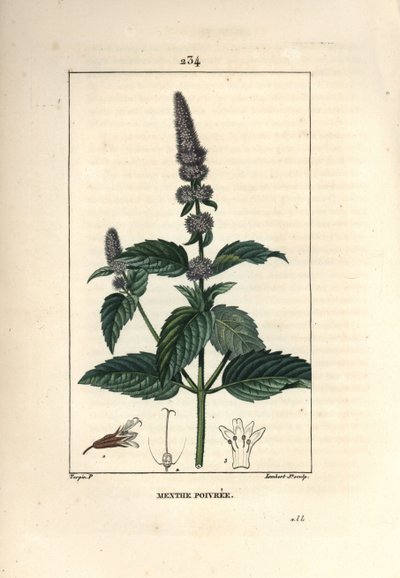 Menta piperita - Menta piperita, Mentha piperita. Grabado en cobre a mano coloreado por Lambert Junior de un dibujo de Pierre Jean-Francois Turpin de 