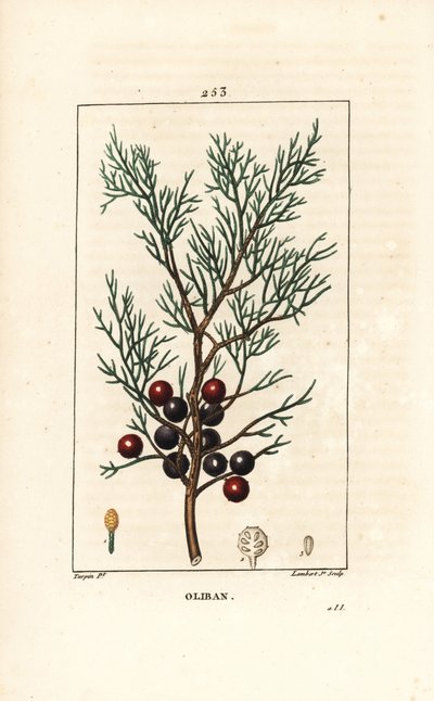 Enebro fenicio o licio o enebro rojo - Enebro fenicio, arar o incienso, Juniperus phoenicea, con rama, hoja y baya. Grabado en cobre a mano coloreado por Lambert Junior de un dibujo de Pierre Jean-Francois Turpin de 