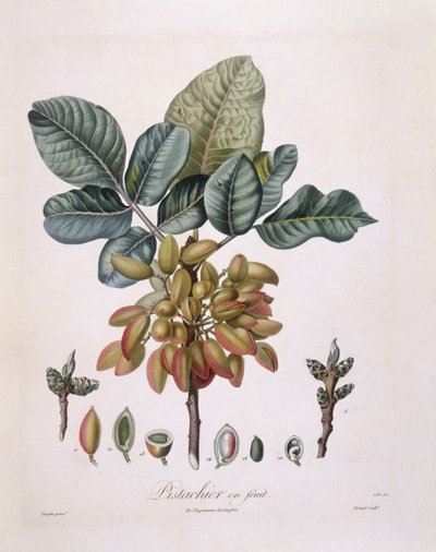 Pistacho (Pistacia vera), placa botánica de Pierre Jean Francois Turpin de Pierre Jean Francois Turpin