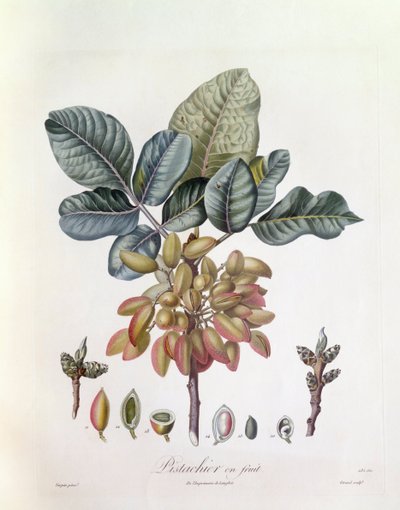 Pistacho (Pistacia vera), Henry Louis Duhamel du Monceau, lámina botánica por Pierre Jean Francois Turpin de Pierre Jean Francois Turpin