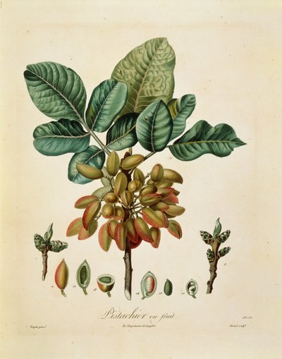 Pistacho (Pistacia vera) por Francois Turpin de Pierre Jean Francois Turpin