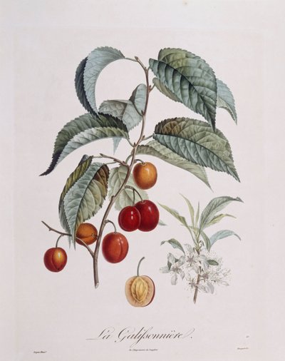 Ciruela "La Galifsonniere", placa botánica por Pierre Jean Francois Turpin de Pierre Jean Francois Turpin