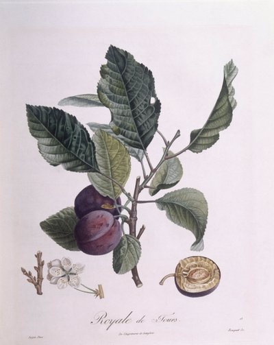 Ciruela "Royale de Tours", Henry Louis Duhamel du Monceau, lámina botánica por Pierre Jean Francois Turpin de Pierre Jean Francois Turpin