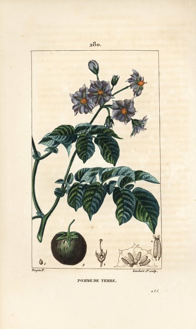 Patata - Patata, Solanum tuberosum, con flor, hoja, tallo y fruto. Grabado en cobre a mano coloreado por Lambert Junior de un dibujo de Pierre Jean-Francois Turpin de "La Flore Medicale," Paris, Panckoucke de Pierre Jean Francois Turpin