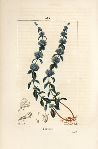 Menta Poleo - Mentha pulegium, con flor, hoja, tallo, raíz y semilla. Grabado en cobre a mano coloreado por Lambert Junior de un dibujo de Pierre Jean-Francois Turpin de 