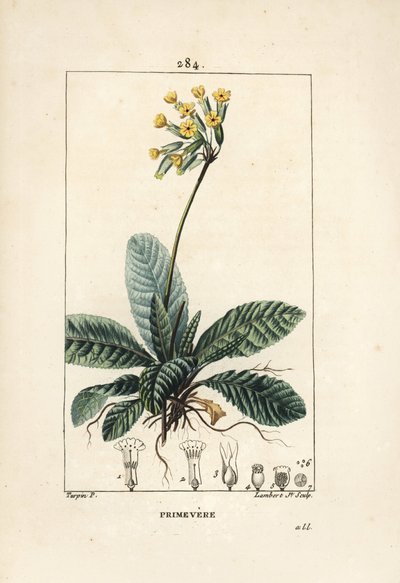 Primavera officinalis o brerelle, cuco, Hierba de la parálisis, Hierba de San Pablo, primorosa - Primula veris, mostrando flor, hoja y raíces. Grabado en cobre a mano coloreado por Lambert Junior de un dibujo de Pierre Jean-Francois Turpin de Pierre Jean Francois Turpin