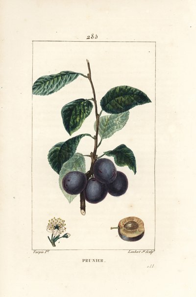 Ciruela - Ciruelo o ciruelo, Prunus domestica, con fruto, hoja, flor, rama y fruto maduro en sección. Grabado en cobre a mano coloreado por Lambert Junior de un dibujo de Pierre Jean-Francois Turpin de 
