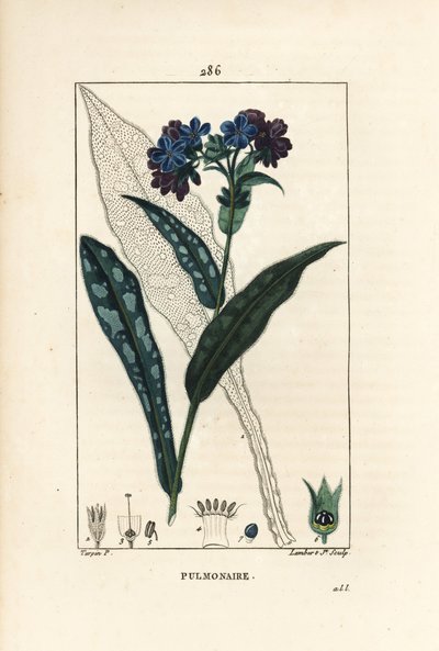 Pulmonaria officinalis - Pulmonaria officinalis, con flor, hoja, tallo y hoja en contorno. Grabado en cobre a mano coloreado por Lambert Junior de un dibujo de Pierre Jean-Francois Turpin de 