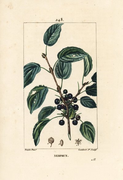 Espino purgante, Espino catártico o Espino medicinal - Espino purgante, Rhamnus cathartica. Ilustración de La Flore Medicale de Pierre Jean Francois Turpin