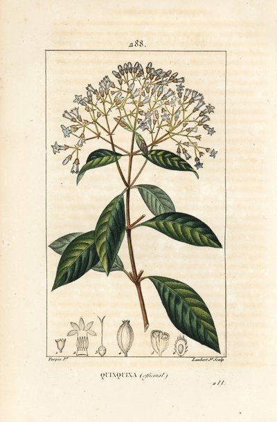 Quinquina - Árbol de la quinina o corteza peruana, Cinchona officinalis, con flor, rama, hoja y semilla. Grabado en cobre a mano coloreado por Lambert Junior de un dibujo de Pierre Jean-Francois Turpin de 