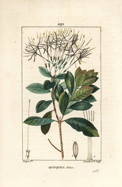 Quinquina piton - Exostema sanctae-luciae (sin. Cinchona floribunda), con flor, hoja, tallo y semilla. Grabado en cobre a mano coloreado por Lambert Junior de un dibujo de Pierre Jean-Francois Turpin de “La Flore Médicale” de Chaumeton, Poiret y Chamberet de Pierre Jean Francois Turpin