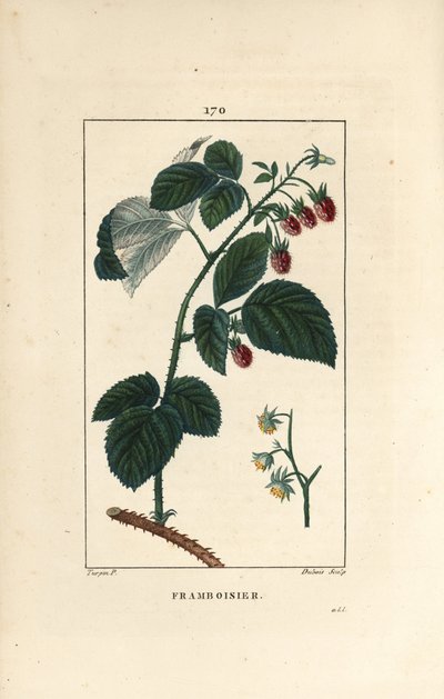 Frambuesa - Frambuesa, Rubus idaeus, mostrando flores, hojas, espinas y fruto maduro. Ilustración de La Flore Medicale de Pierre Jean Francois Turpin