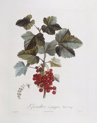 Grosella roja (Ribes rubrum), placa botánica de Pierre Jean Francois Turpin de Pierre Jean Francois Turpin