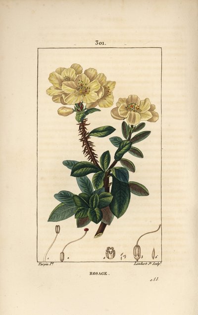 Rododendro gigante - Rosebay, Hymenanthes maxima (Rhododendron maximum), con flor, tallo espinoso, hoja y semilla. Grabado en cobre a mano coloreado por Lambert Junior de un dibujo de Pierre Jean-Francois Turpin de “La Flore Médicale” de Chaumeton, Poiret  de Pierre Jean Francois Turpin