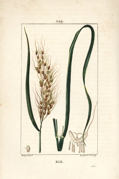 Arroz, Oryza sativa de Pierre Jean Francois Turpin