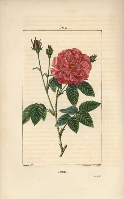 Rosa de Francia o Rosa de Provins - Rosa gallica, con capullo, flor, hoja y tallo espinoso de Pierre Jean Francois Turpin