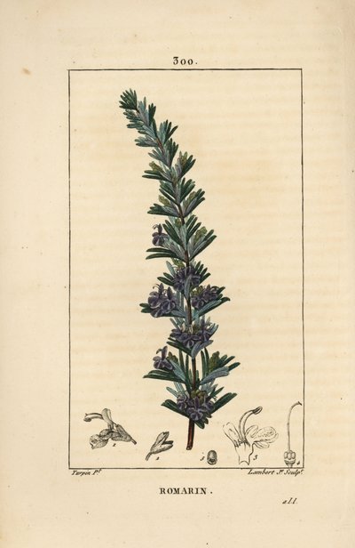 Romero - Rosmarinus officinalis, con flor, hoja y tallo de Pierre Jean Francois Turpin