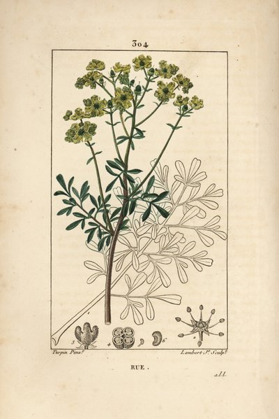 Ruta graveolens, mostrando flor, hoja, tallo y semilla. Grabado en cobre a mano coloreado por Lambert Junior de un dibujo de Pierre Jean-Francois Turpin de Pierre Jean Francois Turpin