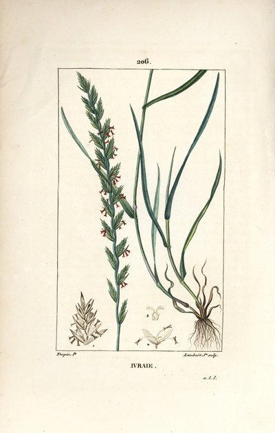 Hierba de centeno, Gramen loliaceum. Grabado en cobre a puntos coloreado a mano por Lambert Junior de un dibujo de Pierre Jean-Francois Turpin de 