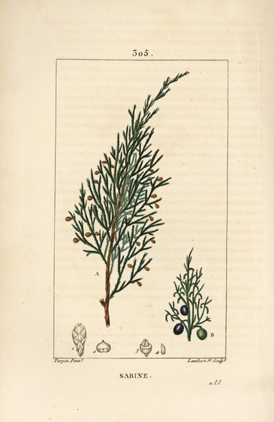 Enebro sabino, Juniperus sabina de Pierre Jean Francois Turpin