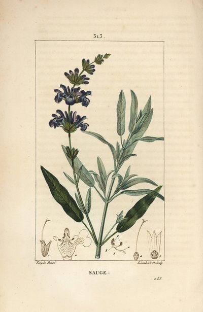 Salvia officinalis - Salvia común, con flor, hoja, tallo y semilla de Pierre Jean Francois Turpin