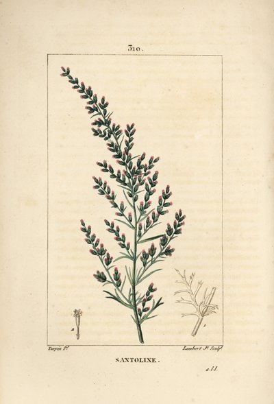 Ajenjo - Artemisia santonicum, con flor, hoja, rama y semilla de Pierre Jean Francois Turpin