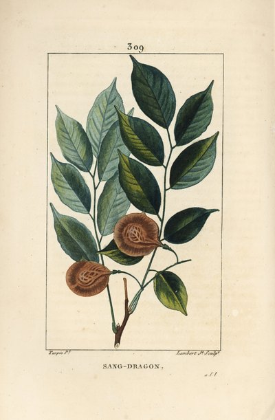 Sangre de dragón (sandragon), mangle medalla, paletuvier o mangle río - Árbol de sangre de dragón o padauk, Pterocarpus officinalis (Pterocarpus draco), con hoja, fruto y semilla. Vulnerable. Grabado en cobre a mano coloreado por Lambert Junior de un dibuj de Pierre Jean Francois Turpin