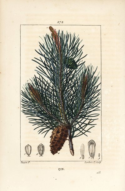 Pino silvestre - Pino silvestre, Pinus sylvestris, con rama, aguja y piña. Grabado en cobre a mano coloreado por Lambert Junior de un dibujo de Pierre Jean-Francois Turpin de "La Flore Medicale," Paris, Panckoucke de Pierre Jean Francois Turpin