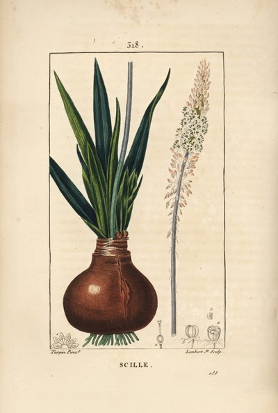 Escila marina, Drimia maritima, con bulbo, hoja, tallo y flor. Grabado en cobre a mano coloreado por Lambert Junior de un dibujo de Pierre Jean-Francois Turpin de Chaumeton, Poiret y Chamberet